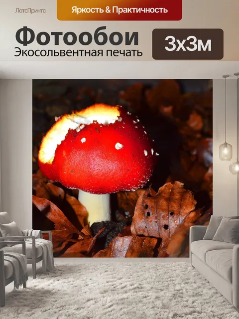 Фотообои Гриб