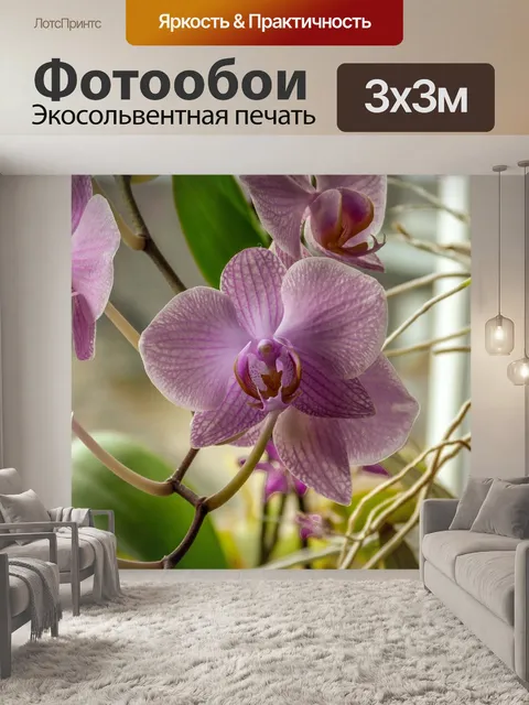 Фотообои Фаленопсис