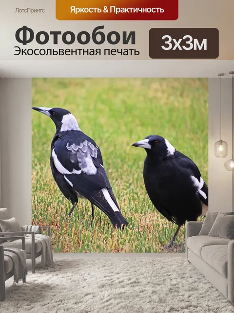 Фотообои Птицы