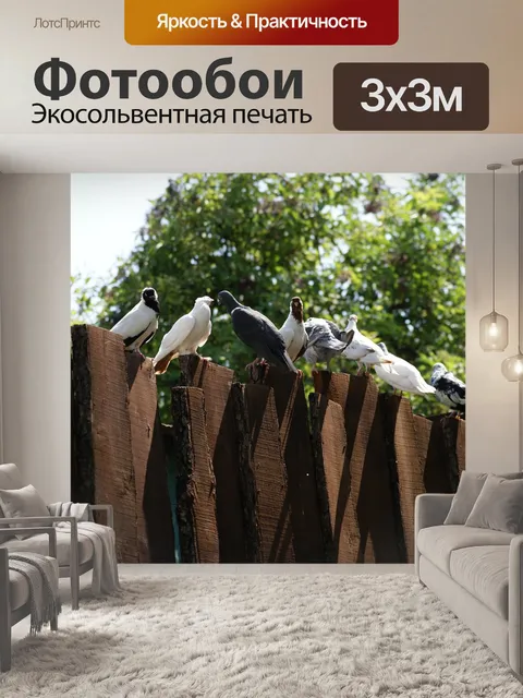Фотообои Голуби