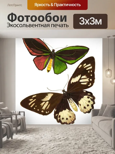 Фотообои Бабочка мотылек винтажное искусство