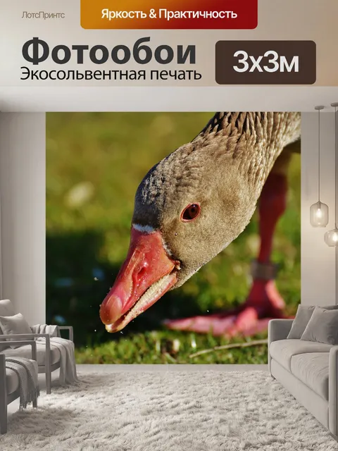 Фотообои Гусь
