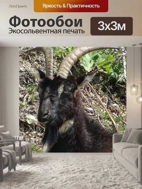 Фотообои Горный козел крупным планом