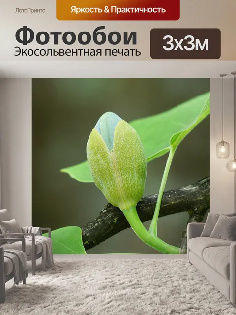 Фотообои Тюльпанное дерево