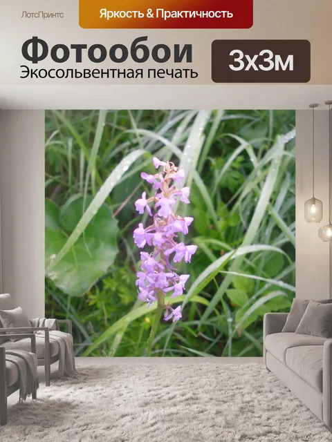 Фотообои Орхидея