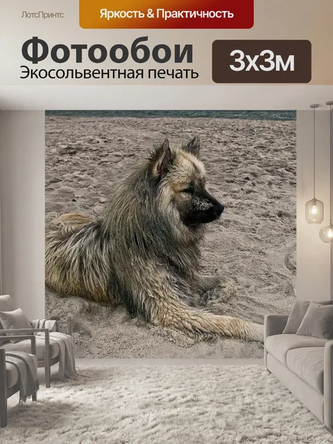 Фотообои Собака