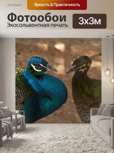Фотообои Павлин