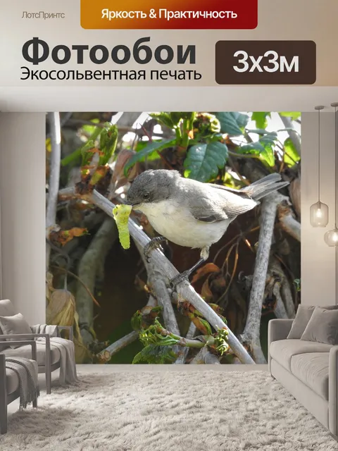 Фотообои Певчие птицы