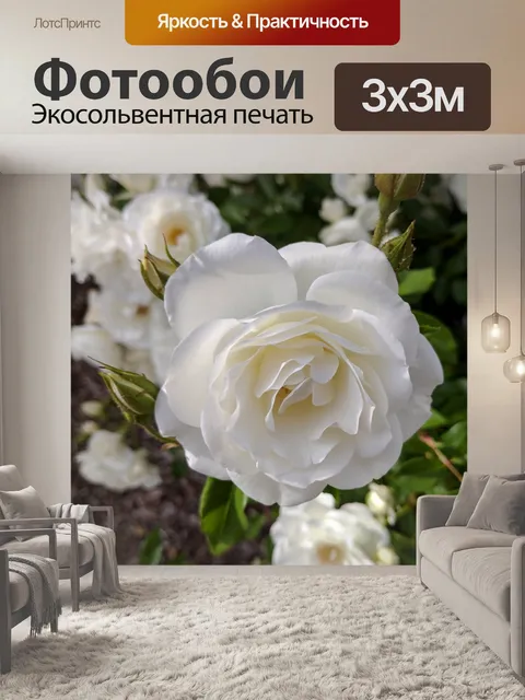 Фотообои Белые розы