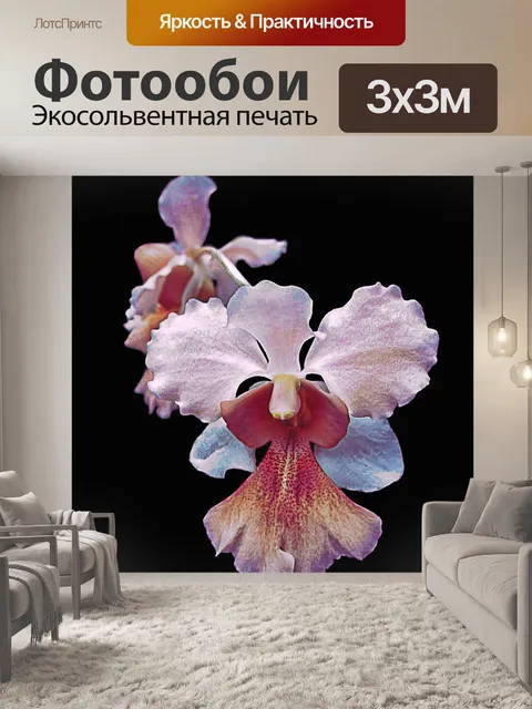 Фотообои Орхидея