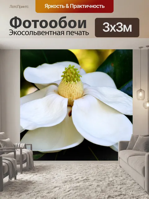 Фотообои Цветок магнолии