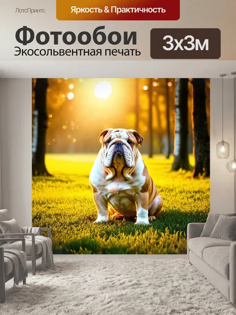 Фотообои изображение английского бульдога