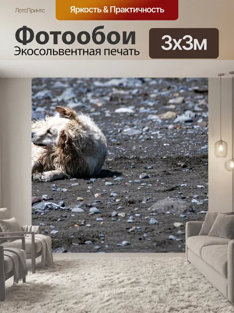 Фотообои собака на берегу пляжа