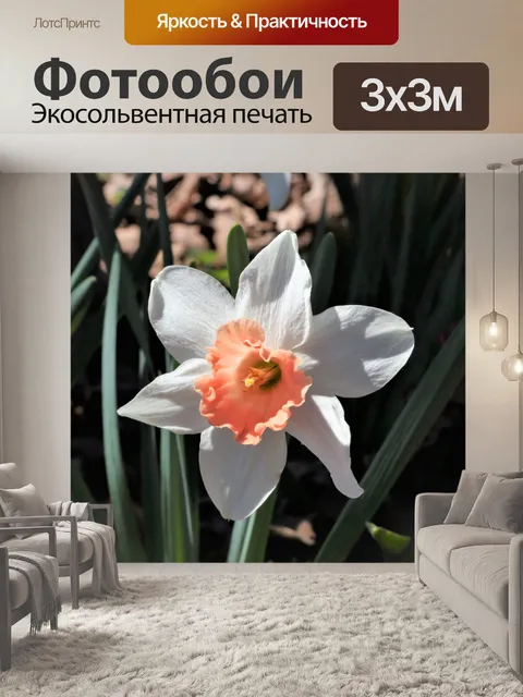 Фотообои Персик и белый нарцисс