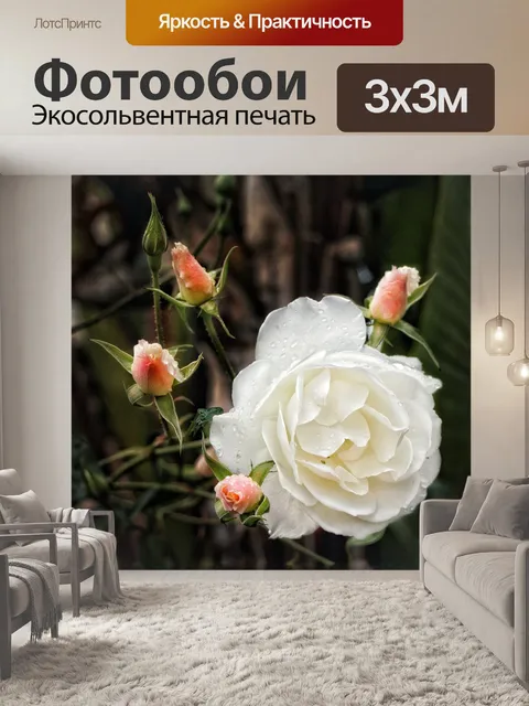 Фотообои Роза