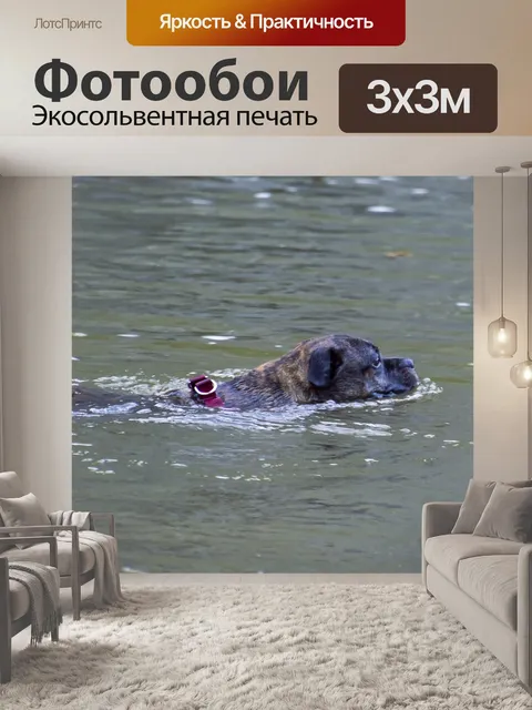 Фотообои Собака