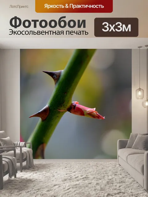 Фотообои Роза