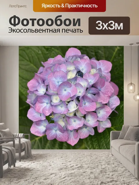 Фотообои Гортензии