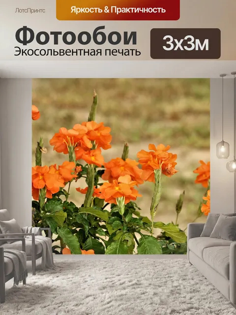 Фотообои Цветы оранжевого кроссандры