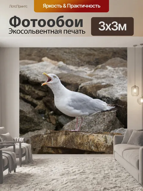 Фотообои Крик чайки