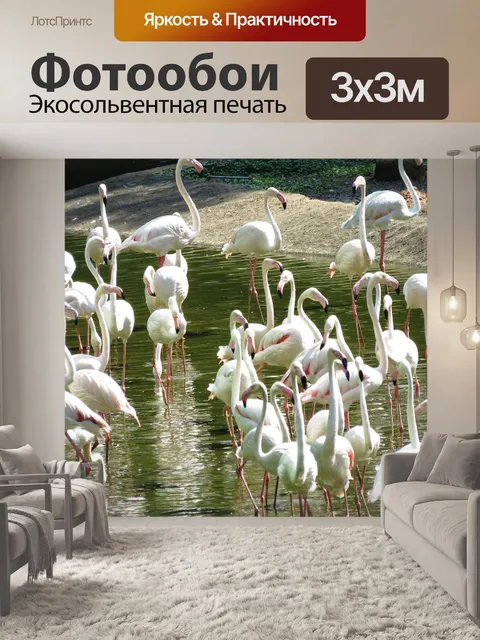 Фотообои Цапля птиц