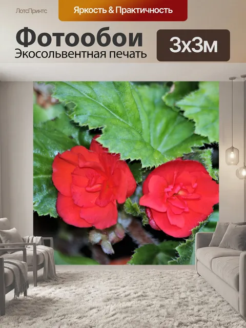 Фотообои Два красных бегонии Цветы крупным планом