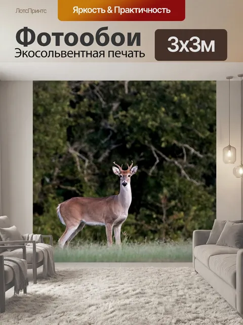 Фотообои Молодой олень-олень, смотрящий на меня