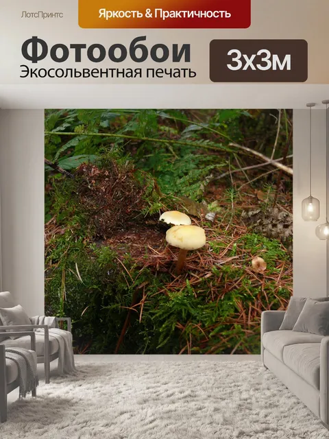 Фотообои Лесные грибы