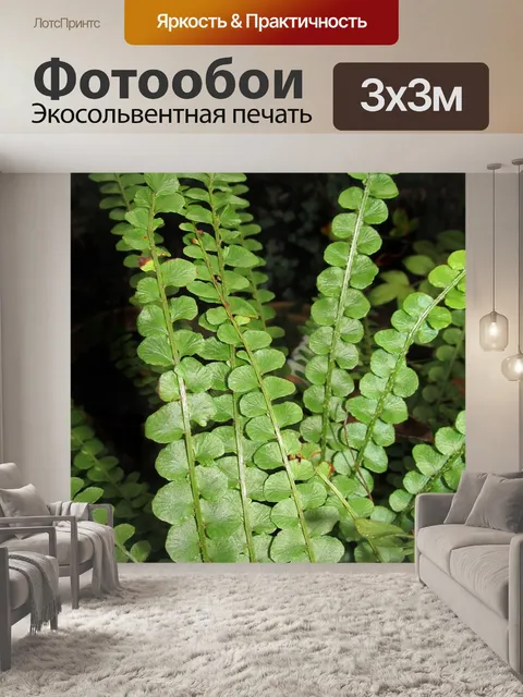 Фотообои Папоротник