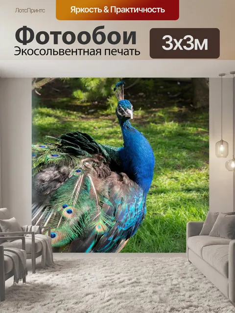 Фотообои Павлин