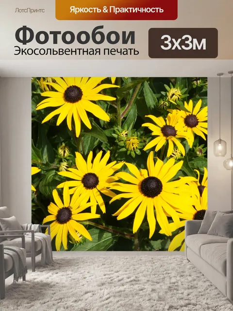 Фотообои Цветы ромашки