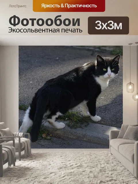 Фотообои Кошка
