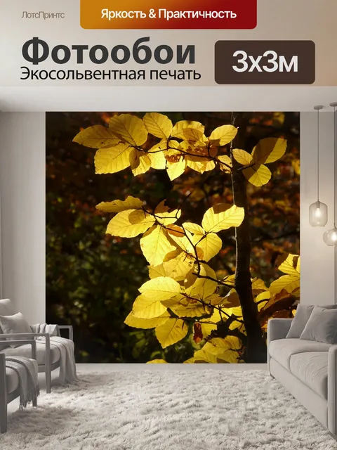 Фотообои Бук