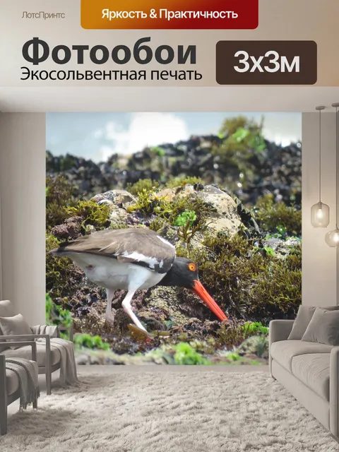 Фотообои Птица
