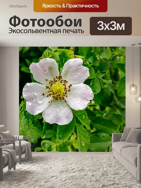 Фотообои Роза после дождя