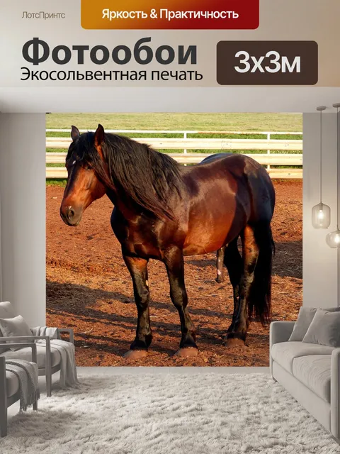 Фотообои Лошадь