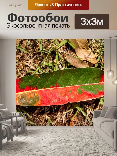 Фотообои Лист