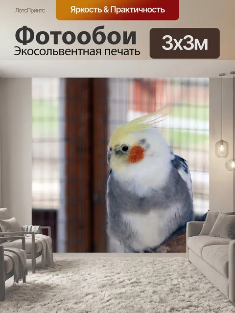 Фотообои Cockatiel Птица