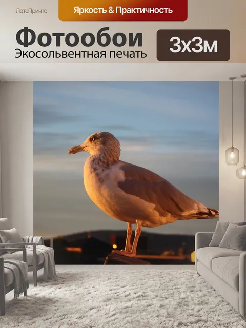 Фотообои Чайка