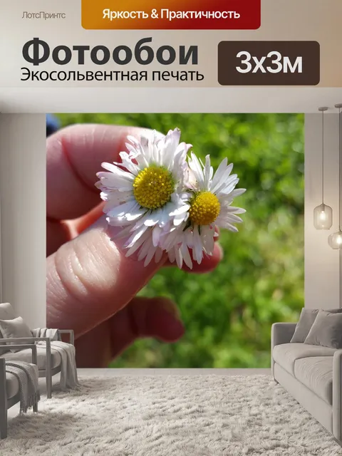 Фотообои Маргаритки