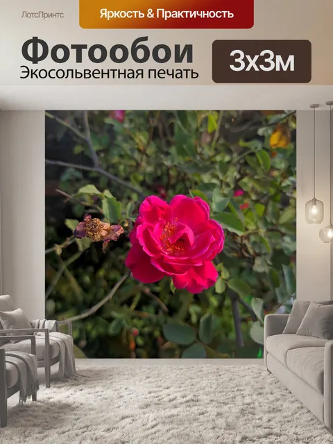 Фотообои Роза