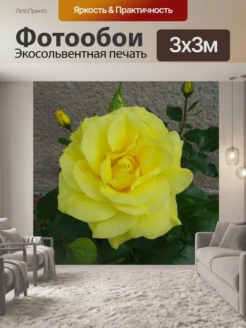 Фотообои Розы