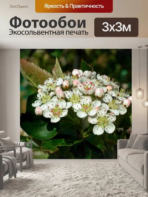 Фотообои Цветы