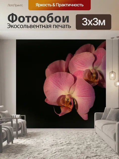 Фотообои Орхидея