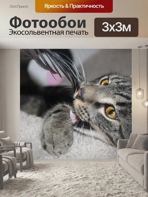 Фотообои Кошка