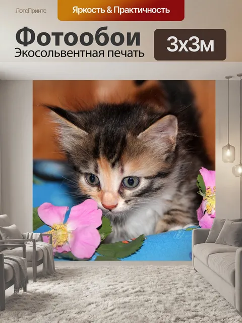 Фотообои Кот