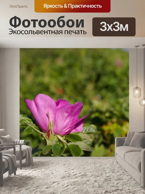 Фотообои Дикая роза