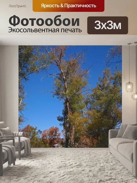 Фотообои Эвкалиптовые деревья на синем небе