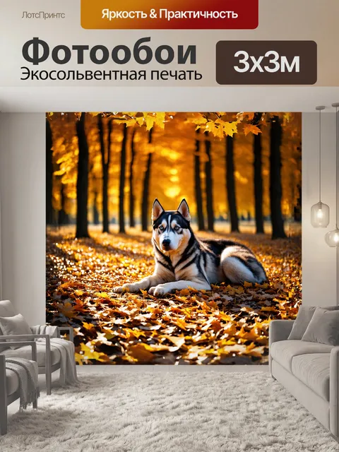 Фотообои сибирский хаски, свернувшийся клубком на осеннем лесном ковре из золотых листьев, его шерсть контрастирует с…
