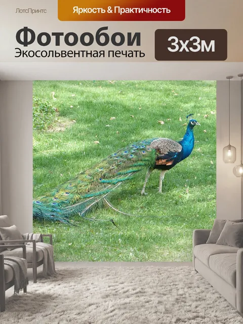 Фотообои Павлин